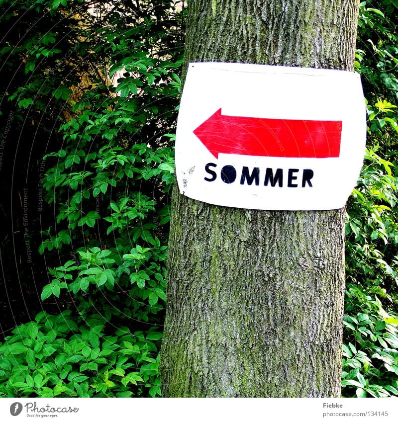 Da gehts lang! Sommer Pfeil Schilder & Markierungen Baum Wald Sträucher abbiegen Wege & Pfade Wegweiser Wegekreuz zeigen Blatt Navigation Baumrinde Buchstaben