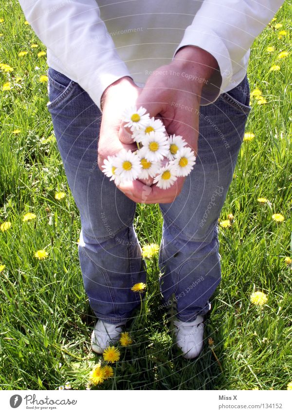 Frühlingsgefühle Farbfoto Außenaufnahme Vogelperspektive Sommer Muttertag Geburtstag Mann Erwachsene Freundschaft Hand 18-30 Jahre Jugendliche Blume Gras Wiese