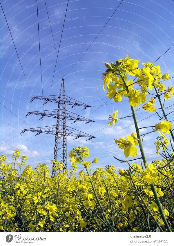 Rapsfeld unter Hochspannung Strommast Elektrizität Stromkraftwerke Kohle Erdöl Bioenergie Rapsöl Biokraftstoff Biodiesel Biologische Landwirtschaft