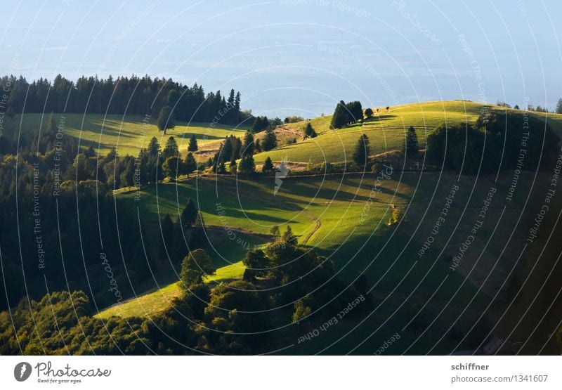 It hasn't gone away Umwelt Natur Landschaft Pflanze Sonnenlicht Sommer Schönes Wetter Baum Gras Wiese Wald Hügel Berge u. Gebirge grün Schatten Schattenspiel