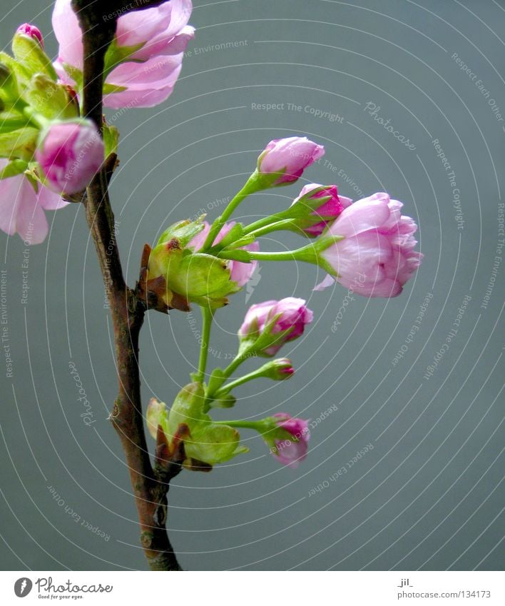 kirschblüte 5 elegant schön Wohlgefühl Duft Natur Pflanze Frühling Blume Blüte braun grau grün rosa rein Kirschblüten Ast Zweig Japan Asien Farbfoto