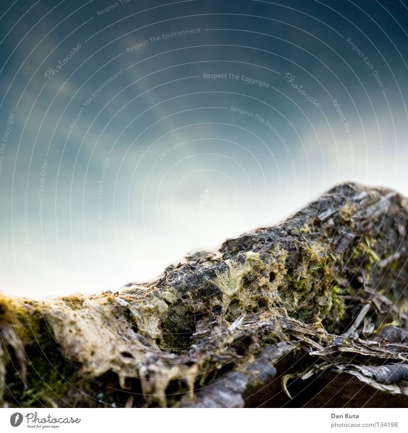 Makrowurzel Baum grün bewachsen Reifezeit durcheinander abstrakt Wolken Makroaufnahme Tiefenschärfe Vordergrund Hintergrundbild Nahaufnahme Ast Bodenbelag