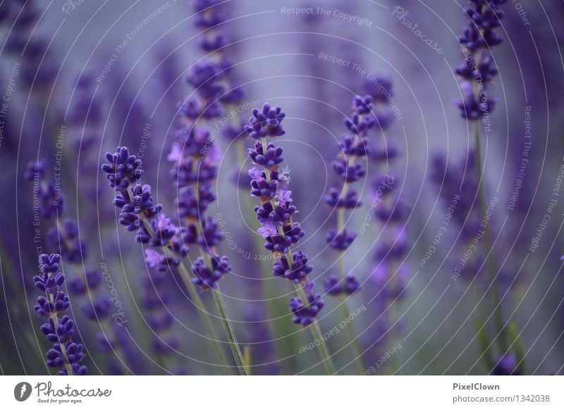 Lavendel Reichtum elegant schön Kosmetik Alternativmedizin Wellness Leben harmonisch Duft Spa Tourismus Sommer Landwirtschaft Forstwirtschaft Natur Landschaft