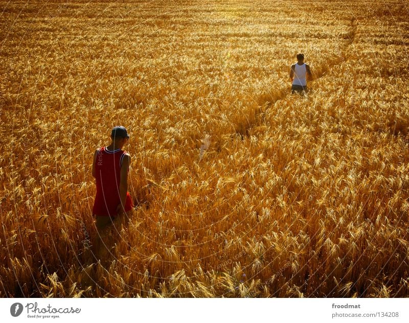 Feldweg diagonal gelb Physik heiß Fußweg Landwirtschaft wandern Spaziergang Sommer Ähren Weizen Ackerbau ländlich Idylle Romantik ruhig Gezwitscher Erholung