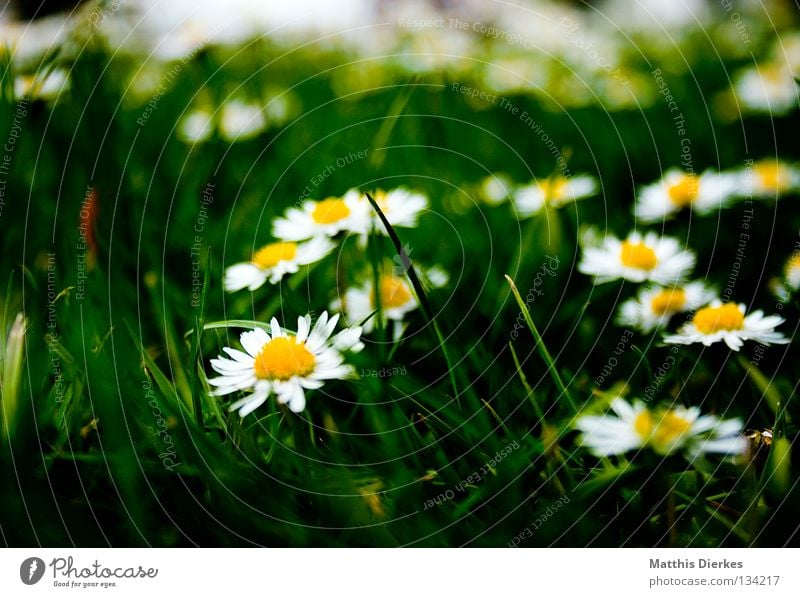 Wiese Gras Blume Blüte gelb Kranz Gänseblümchen Sommer Frühling Erfrischung Fröhlichkeit dunkel Pflanze Biologie ruhen schön Unschärfe Trauer Vergänglichkeit