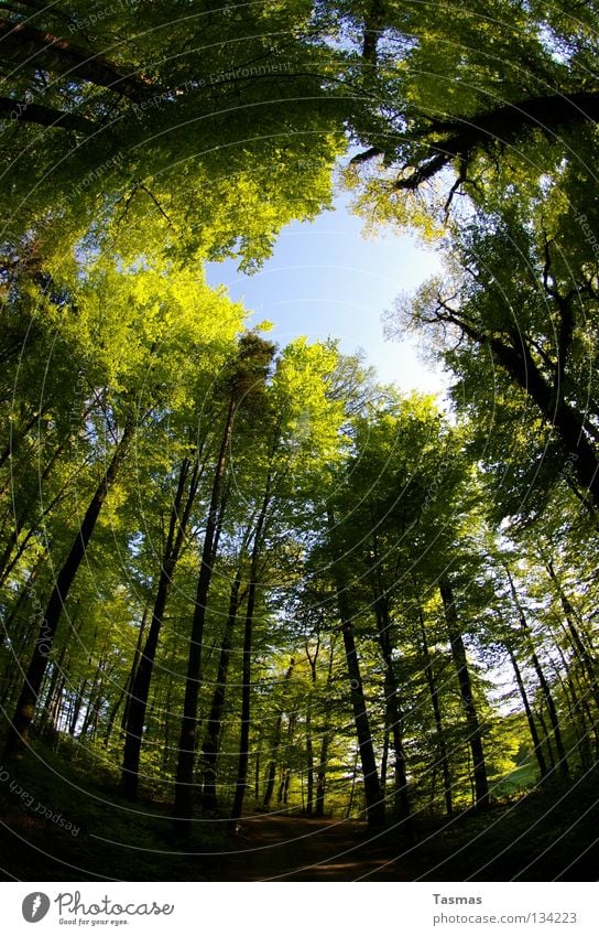 17:30 Fahrt durch den Wald Sonne Himmel Frühling Baum Straße drehen rund grün Lichteinfall Waldlichtung Drehung Baumschatten Pfingsten Arbeitsweg Loch