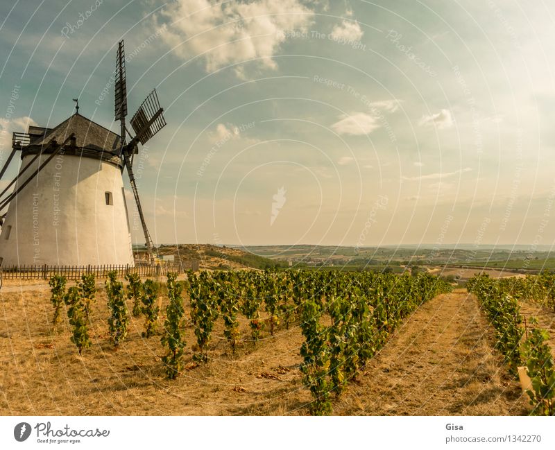 Sun mill Natur Landschaft Erde Luft Himmel Wolken Sonnenlicht Sommer Klima Wetter Schönes Wetter Wärme Dürre Pflanze Nutzpflanze Weinstock Feld Weingarten Retz