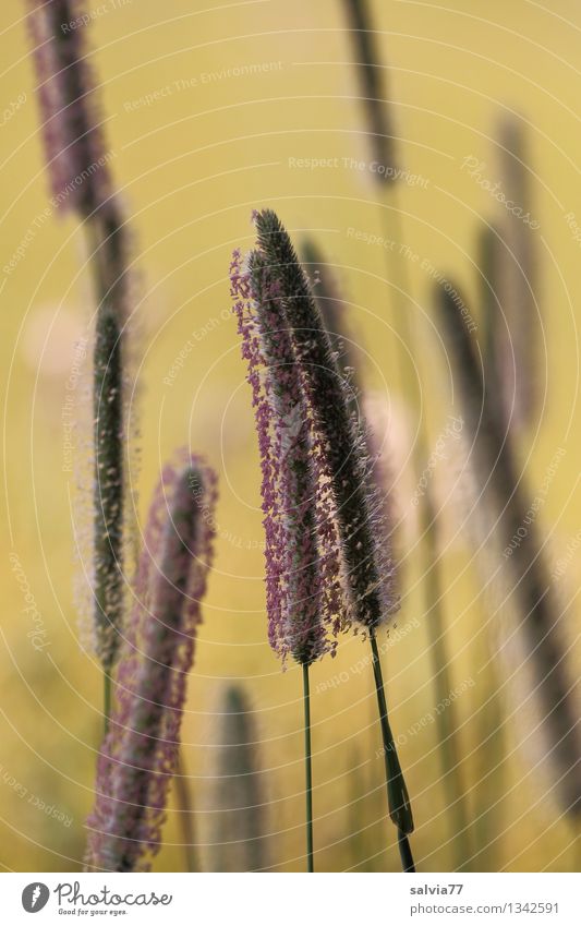 Grasblüten Natur Pflanze Sommer Blüte Lieschgras Wiese berühren Blühend Duft verblüht Wachstum dünn Stimmung ruhig ästhetisch Erholung Idylle Gräserblüte