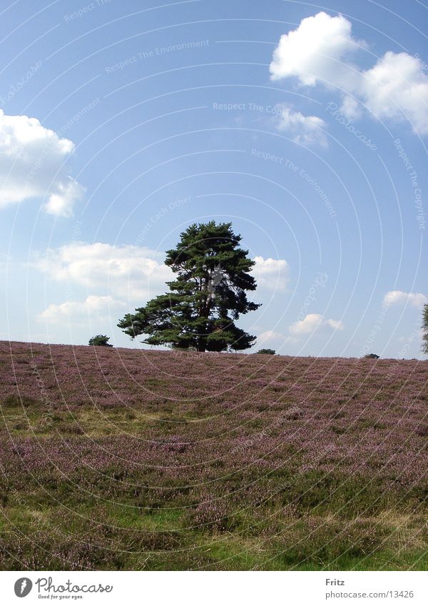 Heide Herbst Baum Bergheide