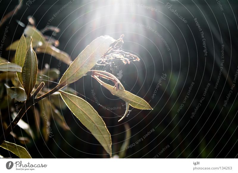 morning glory prächtig Herrlichkeit Reifezeit Pflanze Anhalter Galaxie Aufenthalt stoppen geschlossen verlieren verwandeln Metamorphose Traumwelt träumen