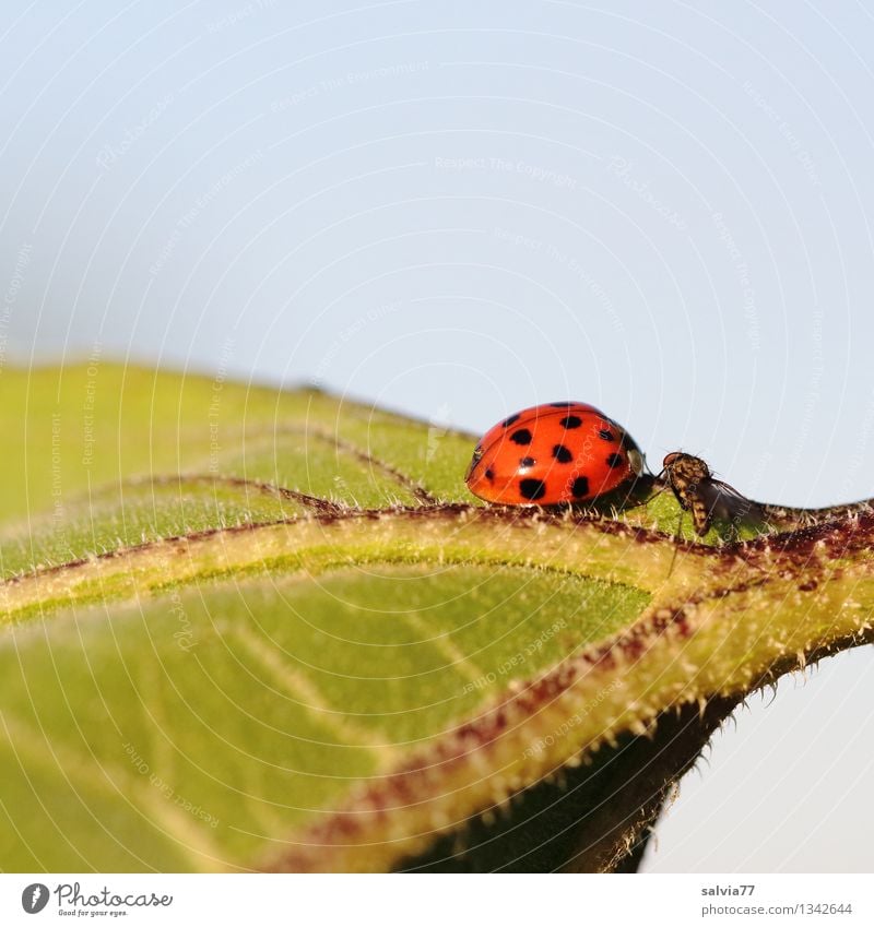 Wer bist denn du? Umwelt Natur Pflanze Tier Himmel Sommer Blatt Fliege Käfer Marienkäfer 2 berühren genießen Kommunizieren krabbeln leuchten glänzend klein