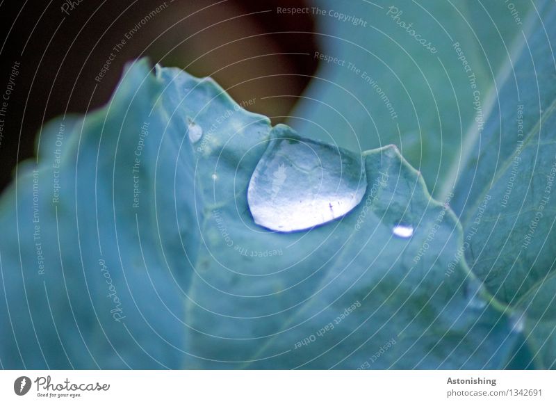 Tropfen Umwelt Natur Pflanze Wasser Wassertropfen Herbst Wetter Regen Blatt Grünpflanze nass blau grün Blattadern Linie Farbfoto Außenaufnahme Nahaufnahme