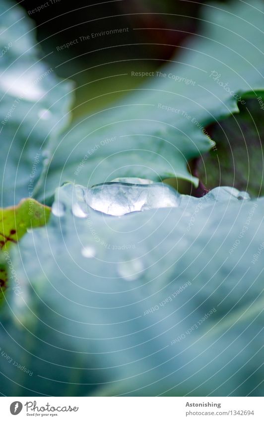 nach dem Regen Umwelt Pflanze Wasser Wassertropfen Blatt Grünpflanze nass blau grün Blattadern Herbst Farbfoto Außenaufnahme Detailaufnahme Makroaufnahme