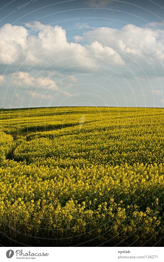 Rapsodie in gelb Wolken Luft Freizeit & Hobby Ferien & Urlaub & Reisen Horizont Ferne Feld Rapsöl Pflanze Bauernhof Landwirtschaft Naturwuchs Wachstum Saison