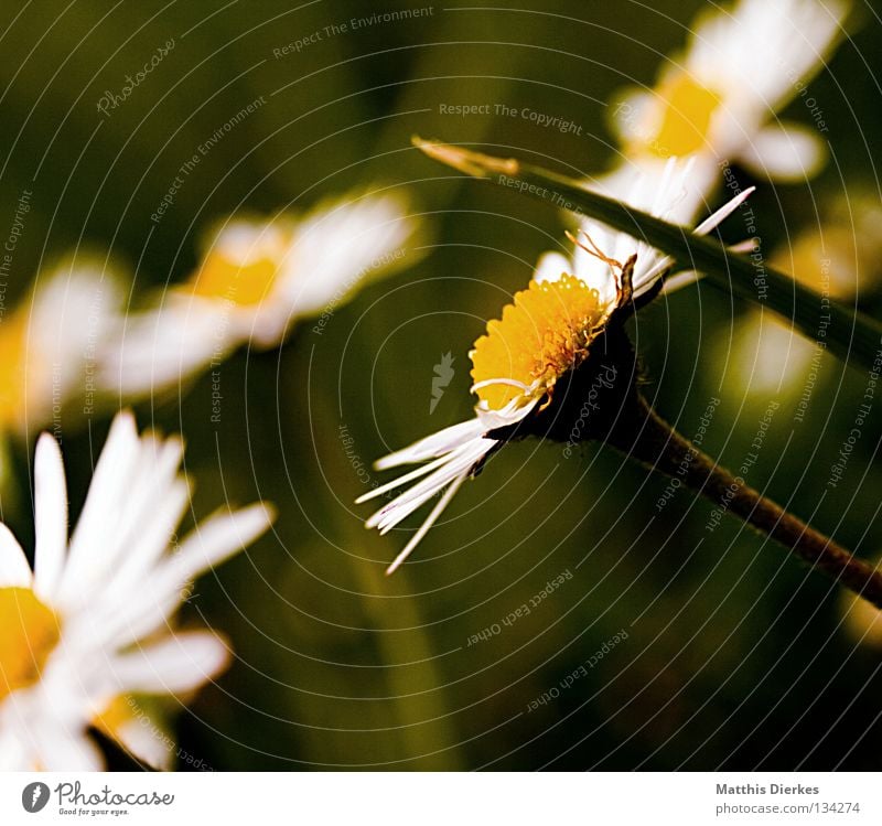 Gänseblümchen Wiese Gras Blume Blüte gelb Kranz Sommer Frühling Erfrischung Fröhlichkeit dunkel Pflanze Biologie ruhen schön Unschärfe Trauer Makroaufnahme