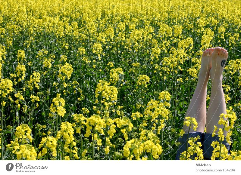 RaRaRapsputin gelb grün Biomasse Biodiesel Diesel Rohstoffe & Kraftstoffe Benzin Sprit Mineralöl Öl Rapsöl ökologisch Schmierstoff Kohlendioxid verschwenden