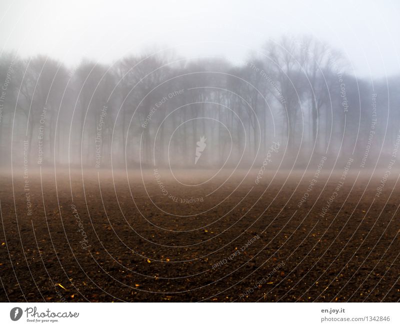 Pause Erholung ruhig Meditation Landwirtschaft Forstwirtschaft Umwelt Natur Landschaft Pflanze Erde Herbst Winter Klima Klimawandel Nebel Feld Wald dunkel