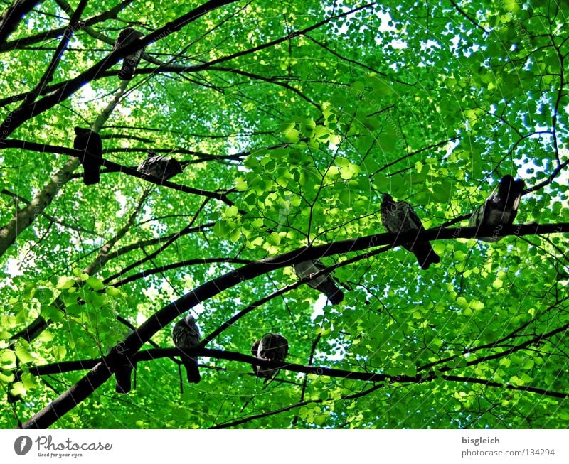 Taubenbaum II Farbfoto Außenaufnahme Menschenleer Morgen Froschperspektive Frühling Baum Blatt Tier Vogel Tiergruppe grün pigeon birds springtime Ast Zweig Tag