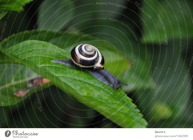 Schnecke mit Schneckenhaus Tier 1 ästhetisch klein nah natürlich niedlich schleimig schön Stadt braun grau grün schwarz Tierliebe Trägheit gefräßig Abenteuer