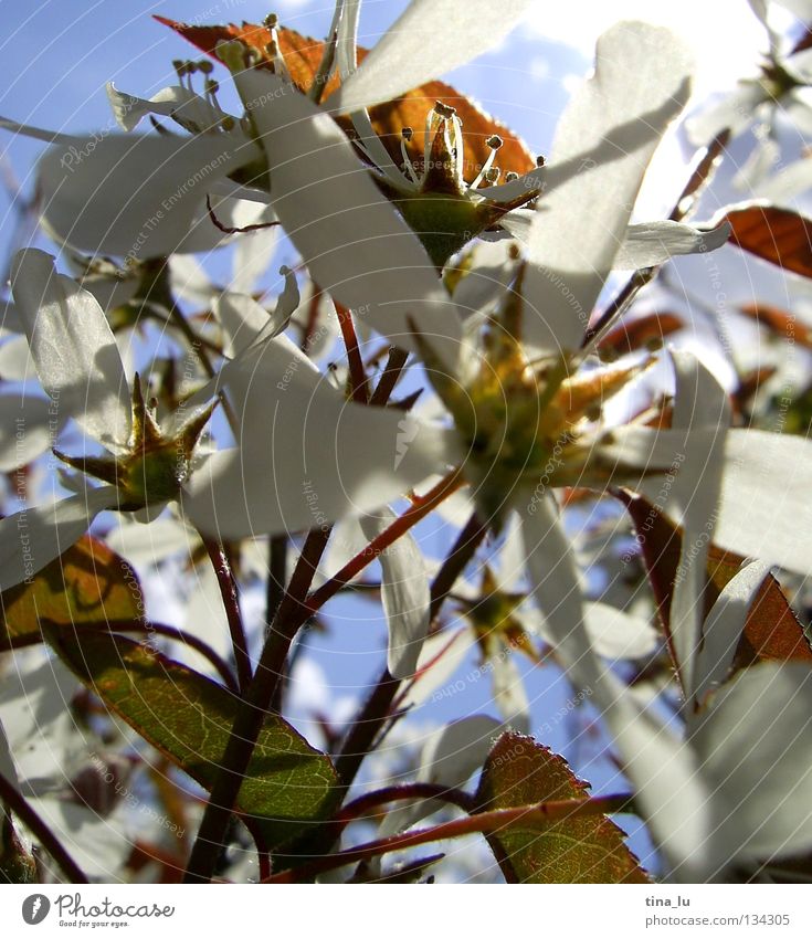 frühling Frühling Sommer himmelblau hell-blau Sträucher Blüte weiß Blatt Blütenblatt braun grün frisch genießen Physik Sonnenstrahlen träumen Blauer Himmel