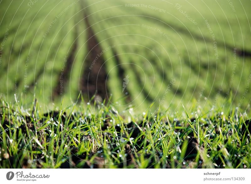 Brot im Frühstadium Gras Feld grün frisch feucht Weizen Roggen Grasnarbe Hügel Grünfläche Grasland Viehweide Weide Rasen nass Regen Sportrasen Wiese fruchtbar