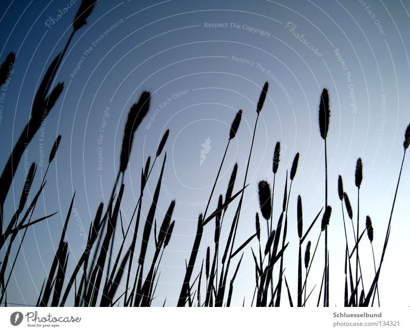 Riesengras Himmel Frühling Gras Wiese dunkel dünn hell lang blau schwarz Wolkenloser Himmel Gegenlicht Textfreiraum oben Farbfoto mehrfarbig Außenaufnahme