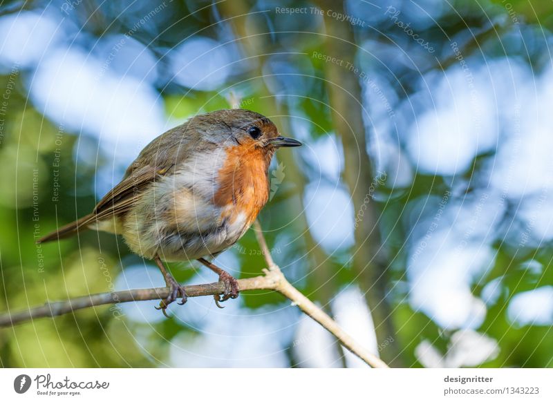 Der frühe Vogel … Familie & Verwandtschaft Umwelt Natur Frühling Sommer Schönes Wetter Baum Park Wald Singvögel Rotkehlchen 1 Tier schön klein niedlich rund rot