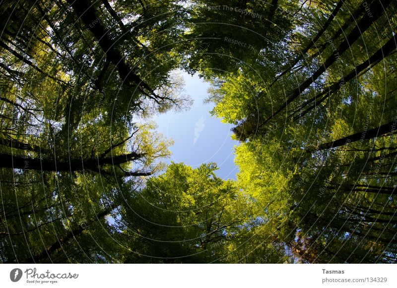 17:35 Alles dreht sich Sonne Himmel Frühling Baum Wald Straße drehen rund grün Lichteinfall Waldlichtung Drehung Baumschatten Pfingsten Arbeitsweg 10mm Loch