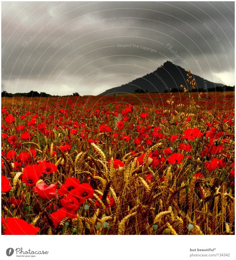 mohnschein° Mohn Feld Stimmung grau Mohnfeld Wolken poetisch geheimnisvoll Sommer schön Berge u. Gebirge Himmel Fabren Korn Geheimnissvoll Traurigkeit