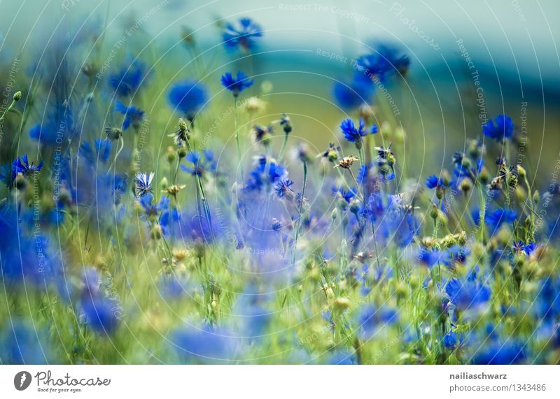 Feld mit Kornblumen Sommer Sonne Umwelt Natur Landschaft Pflanze Blume Wildpflanze Garten Park Wiese Blühend Wachstum Unendlichkeit natürlich schön blau grün