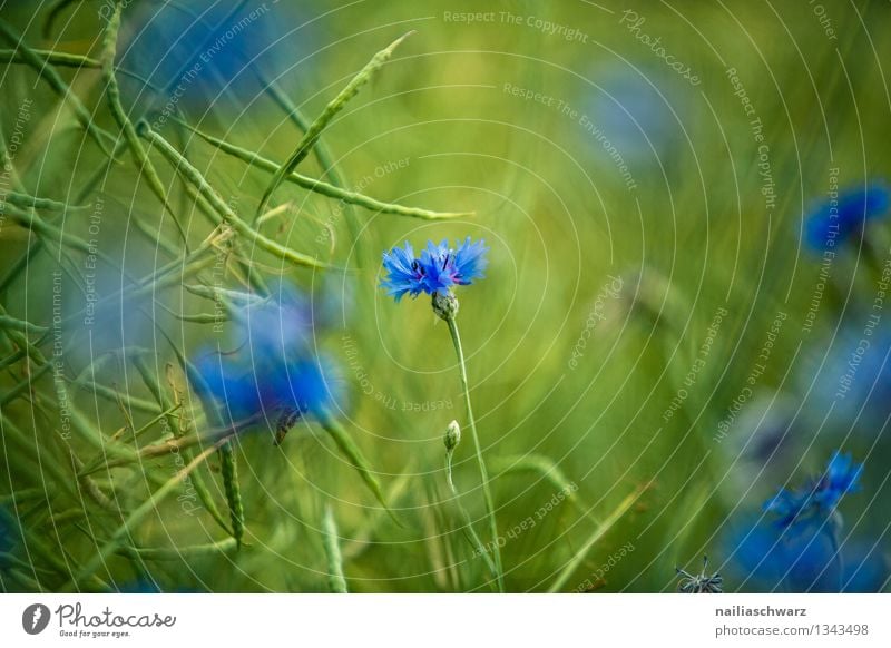 Feld mit Kornblumen Sommer Sonne Umwelt Natur Pflanze Frühling Blume Gras Blüte Wildpflanze Blühend Wachstum natürlich schön blau grün Frühlingsgefühle