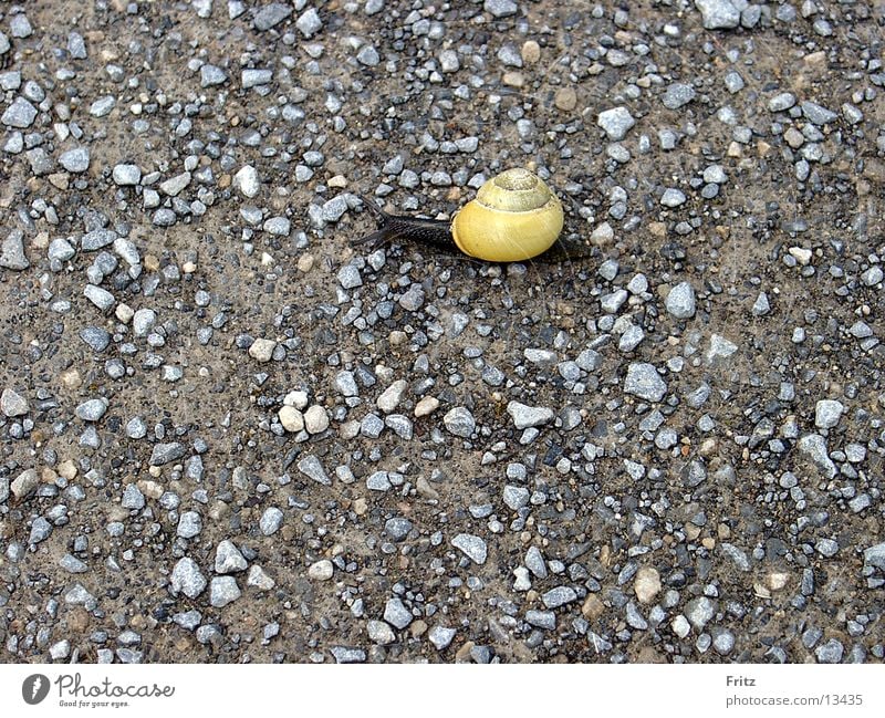 der-lange-weg langsam steinig Verkehr Schnecke Wege & Pfade