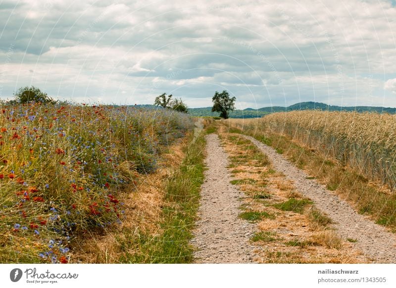 Feldweg Sommer Umwelt Natur Landschaft Himmel Pflanze Baum Blume Gras Getreidefeld Hügel Wege & Pfade Wachstum Unendlichkeit natürlich schön blau gelb Romantik