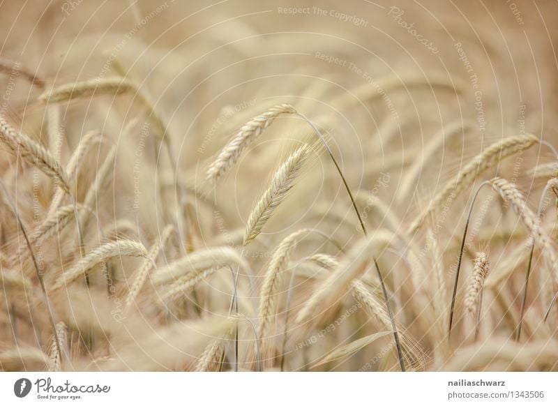 Weizenfeld Getreide Sommer Landwirtschaft Forstwirtschaft Umwelt Natur Pflanze Herbst Nutzpflanze Getreidefeld Feld Wachstum natürlich schön gelb friedlich