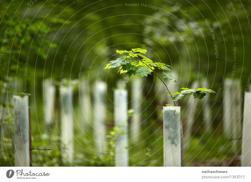 Junge Eichensetzlinge Sommer Landwirtschaft Forstwirtschaft Umwelt Natur Pflanze Baum Grünpflanze Park Wald Wachstum Gesundheit klein natürlich grün friedlich