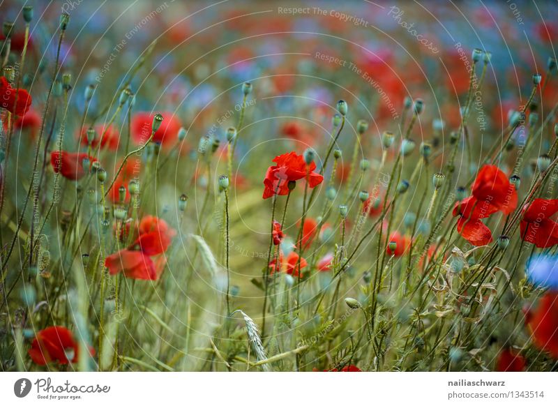 Mohnblumen und Kornblumen Sommer Sonne Umwelt Natur Pflanze Blume Blüte Wildpflanze Wiese Feld Duft Wachstum blau grün rot Romantik friedlich Idylle Klatschmohn