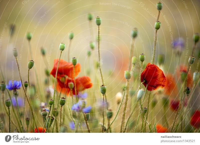 Mohnblumen und Kornblumen Sommer Sonne Umwelt Natur Pflanze Blume Wildpflanze Wiese Feld Blühend Wachstum natürlich blau gelb rot Romantik friedlich Idylle