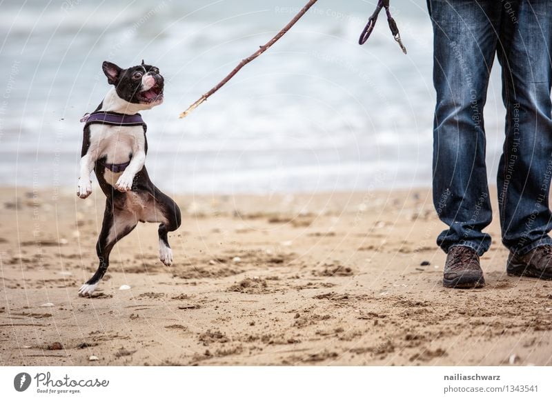 Mann mit Boston Terrier Freude Spielen Ferien & Urlaub & Reisen Strand Meer Erwachsene Tier Sand Küste Jeanshose Haustier Hund 1 Stock Fröhlichkeit Zusammensein