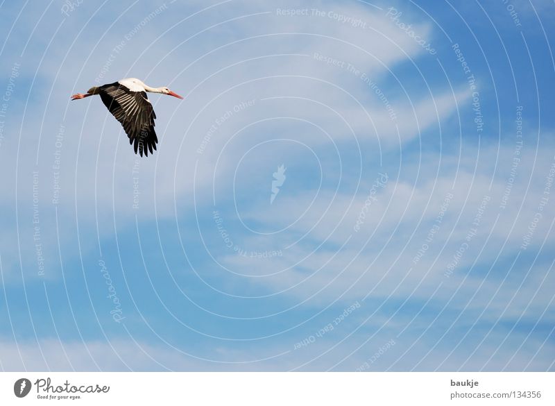 Klippklapp Storch Vogel Wolken weiß Nachkommen schwanger Luft Himmel Unendlichkeit Gelassenheit schön majestätisch Geburt fliegen blau Luftverkehr Flügel hoch