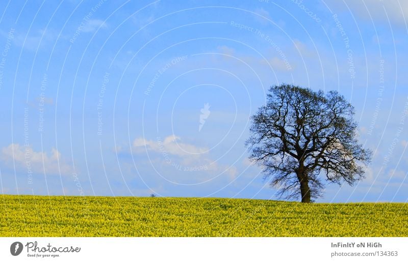 Ein Traum im Raps... Feld Baum Wolken Frühling ruhig gelb blau Himmel golderner schnitt Natur landschft Freiheit Wind fesselnd