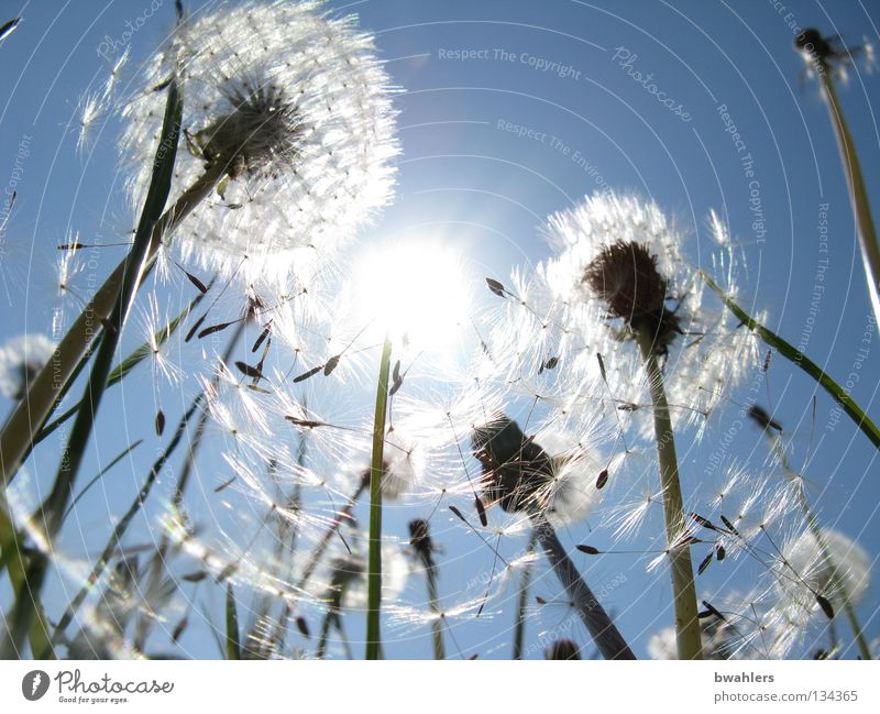 Sonnen - Schirmchen Beleuchtung Löwenzahn Hut Schweben Wiese weiß Blüte Blume Feld Himmel Vergänglichkeit blau hell verblüht Samen Natur Landschaft welk