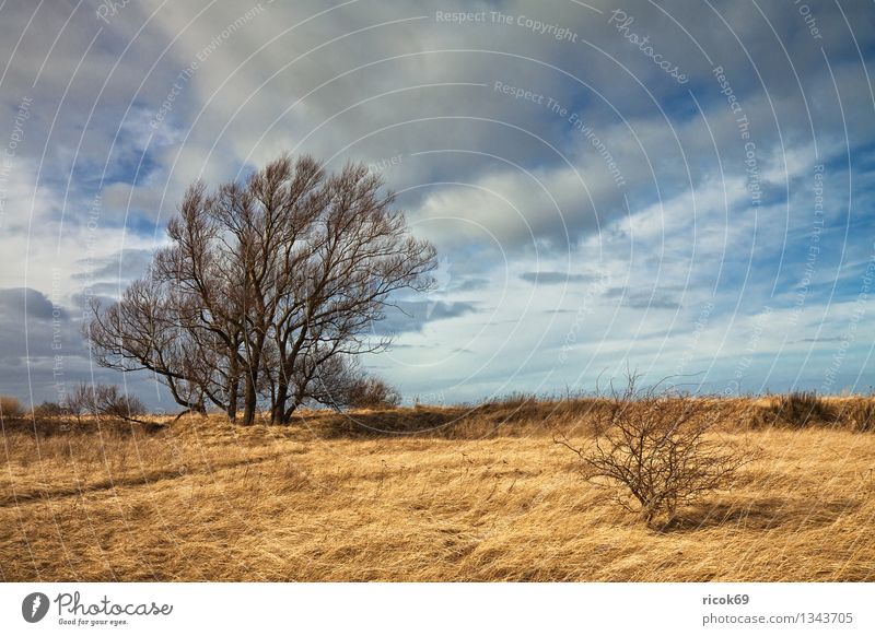 Dünenlandschaft Natur Landschaft Pflanze Wolken Baum Sträucher Küste blau gelb ruhig Dünengras Buk Kühlungsborn Mecklenburg-Vorpommern Himmel Farbfoto