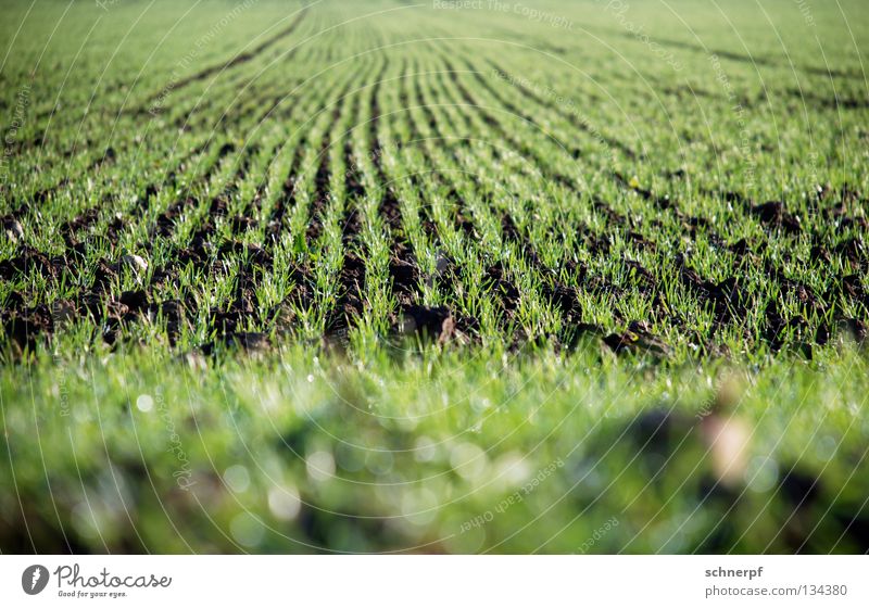 Noch mehr Brot Gras Feld grün frisch feucht Weizen Roggen Grasnarbe Hügel Grünfläche Grasland Viehweide Weide Rasen nass Regen Sportrasen Wiese fruchtbar