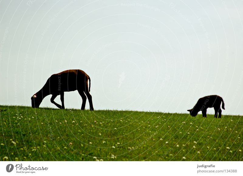 Die schwarzen Schafe Schwarzes Schaf Deich Wiese Gras Gänseblümchen Umwelt Wolle zart klein Fressen Tier Säugetier Haustier Farbe Frühling Lamm Nordsee Himmel