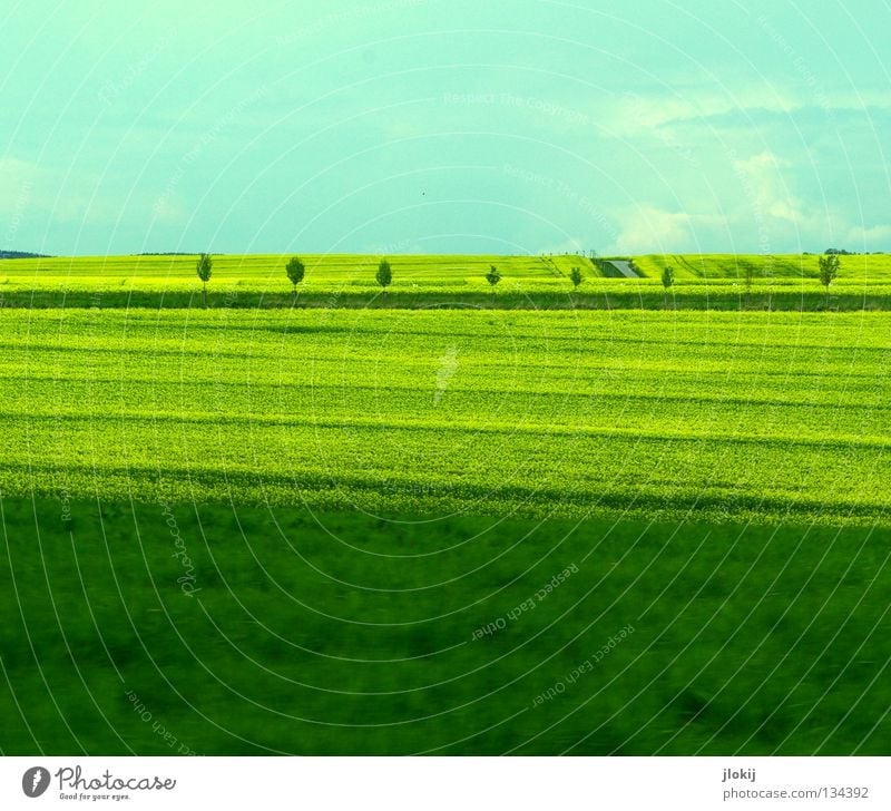 Dreigeteilt Raps Feld Landwirtschaft Blüte gelb grün Wolken Gelbstich Baum Allee Rapsöl Gras Wiese Streifen Pflanze Biokraftstoff Himmel planen Blühend Straße