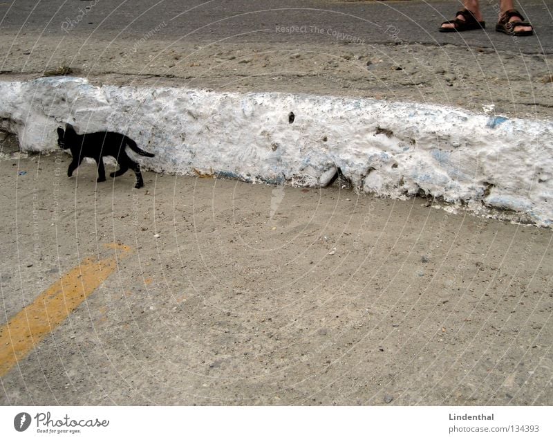 Black Cat Is Leaving klein schwarz Katze dünn laufen gehen Sandale Schuhe stehen Mann Blick Säugetier Katzenbaby rennen Fuß