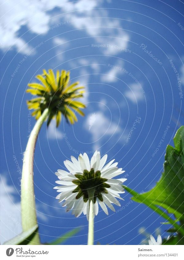 Großer Bruder mit gefärbten Haaren Löwenzahn Wiese Gänseblümchen Blume weiß gelb grün Wolken Stengel Blüte Blütenblatt groß klein 2 gekrümmt Froschperspektive