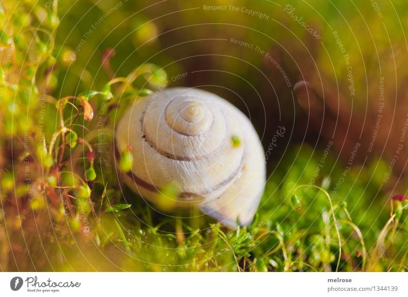 schön gebettet elegant Stil Umwelt Natur Erde Sommer Schönes Wetter Gras Moos Wildpflanze Wald Schneckenhaus Blühend Erholung glänzend genießen natürlich