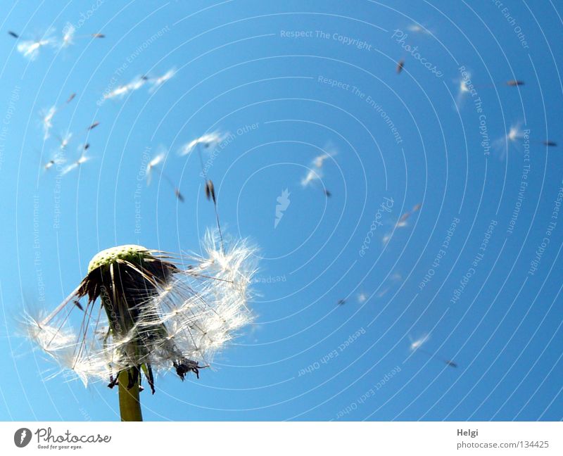 Pusteblume mit fliegenden Samen Blume Löwenzahn blasen mehrere säen Sommer Frühling Mai Wolken Pflanze Blühend Wiese Wegrand Wachstum gewachsen nebeneinander