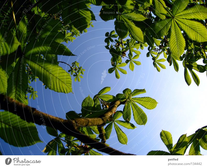 Exzessiver Frühling Blatt Sommer Baum grün Freizeit & Hobby Ferien & Urlaub & Reisen träumen intensiv schön himmlisch Physik Wald Himmel Sonne blau Freiheit